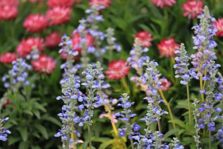 Téléchargez les photos : La Salvia Bleue au marché aux fleurs - en image libre de droit
