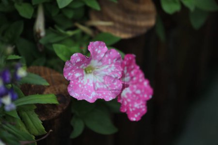 Foto de Un jardín de tonalidades de color rosa y púrpura petunias - Imagen libre de derechos