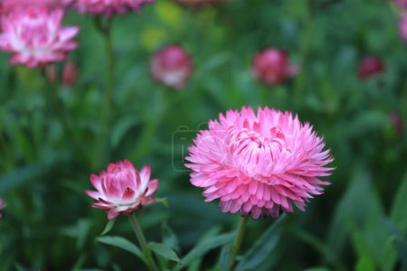Foto de Primer plano de una flor de fresa roja en flor - Imagen libre de derechos
