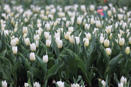 Téléchargez les photos : Le Jardin de fleurs de tulipes blanches au printemps - en image libre de droit