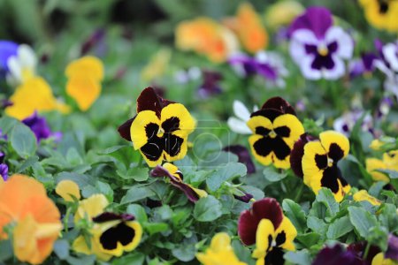 Photo for Viola tricolor, little pansy, Pansies in a spring garden - Royalty Free Image