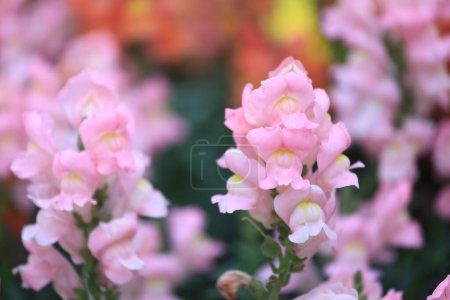 Téléchargez les photos : L'Antirrhinum majus snapdragon fleurit dans le jardin - en image libre de droit