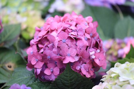Photo for The Beautiful hydrangea flowers of different varieties - Royalty Free Image