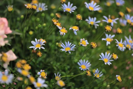 Photo for View of the delicate European Michaelmas daisies - Royalty Free Image