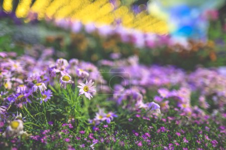 eine vollständig geöffnete hellrosa Blüte von Michaelmas Gänseblümchen