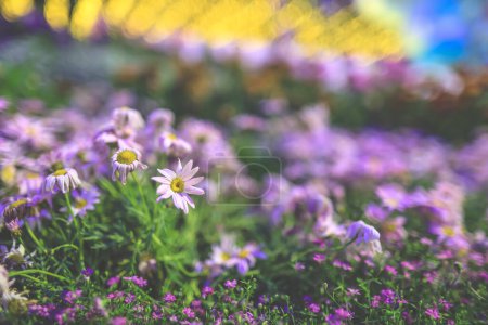 eine vollständig geöffnete hellrosa Blüte von Michaelmas Gänseblümchen
