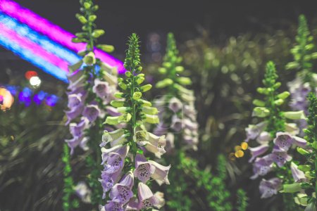 Photo for A Digitalis purpurea. at night with lighting - Royalty Free Image