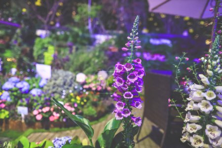 Photo for A Digitalis purpurea. at night with lighting - Royalty Free Image