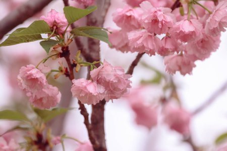 Téléchargez les photos : Un cultivar de cerisier à fleurs roses sur branche - en image libre de droit