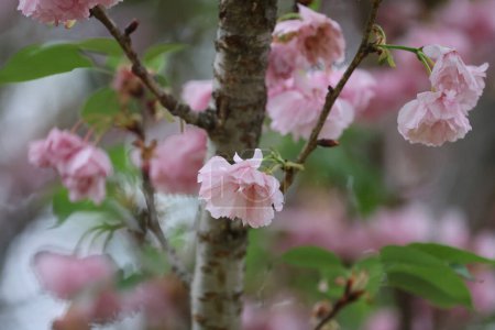 eine blühende Kirschsorte mit rosa Blüten am Zweig