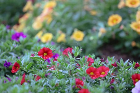 Foto de Una hermosa mezcla de coloridas prímulas en macizo de flores en primavera - Imagen libre de derechos