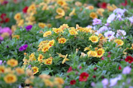 Téléchargez les photos : Un beau mélange de primevères colorées dans le lit de fleurs au printemps - en image libre de droit