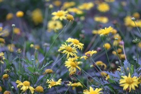Foto de A Daisy Meadow, flor de dasiy en el jardín - Imagen libre de derechos