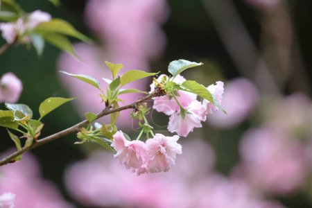 a flowering cherry cultivar with pink flowers on branch