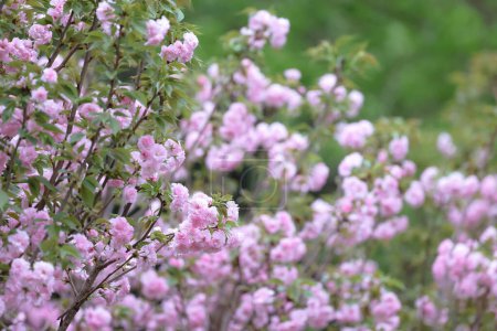 Téléchargez les photos : Un cultivar de cerisier à fleurs roses sur branche - en image libre de droit