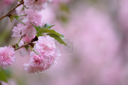 eine blühende Kirschsorte mit rosa Blüten am Zweig