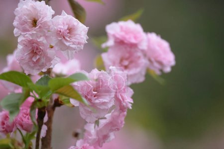 a flowering cherry cultivar with pink flowers on branch