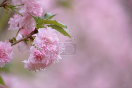 Photo for A flowering cherry cultivar with pink flowers on branch - Royalty Free Image