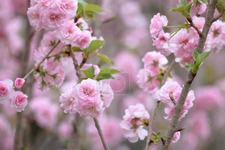 un cultivar de cerisier à fleurs roses sur branche