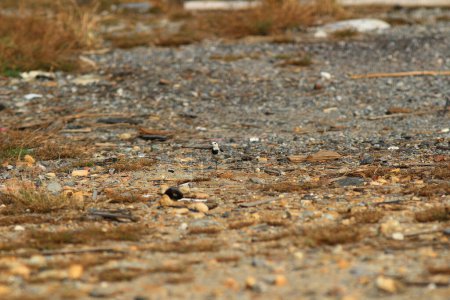 Small bird running on ground with dry plants and stones