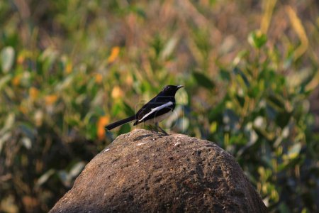 Foto de El pájaro en la naturaleza, hong kong naturaleza - Imagen libre de derechos