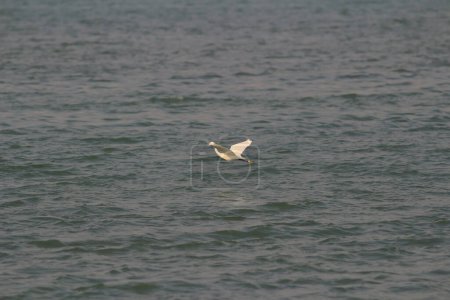 Téléchargez les photos : La Grande aigrette blanche se tient dans la mer - en image libre de droit