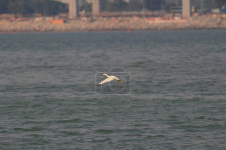 Photo for The Great white egret stands in sea - Royalty Free Image