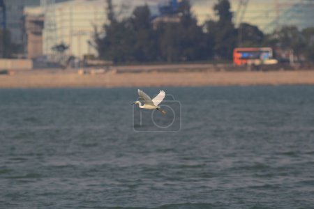 Téléchargez les photos : La Grande aigrette blanche se tient dans la mer - en image libre de droit