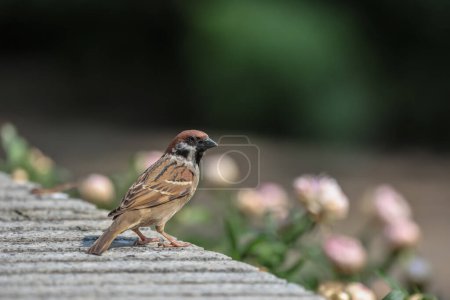 Photo for Little songbird looking for some meal. Wild scene from nature. - Royalty Free Image