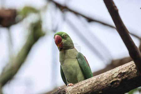 Photo for A green parrot on the branch at park - Royalty Free Image