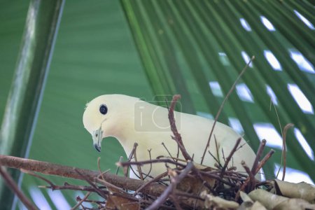 Téléchargez les photos : Une belle colombe sur branche avec nid d'oiseau - en image libre de droit
