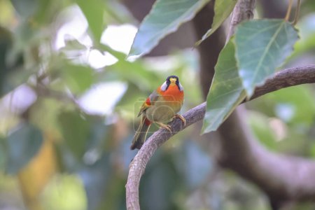 Téléchargez les photos : Feuillage forestier montrant une poitrine rouge et une plume de queue verte - en image libre de droit