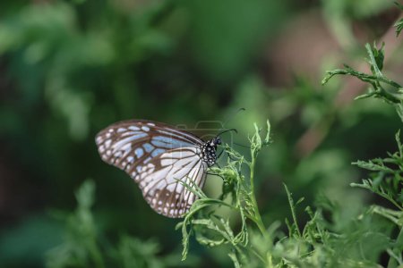Téléchargez les photos : Un papillon assis sur une feuille verte sur fond de nature floue. - en image libre de droit