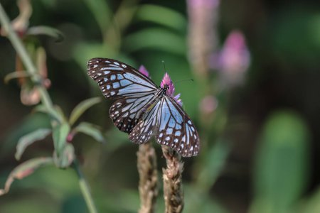 Téléchargez les photos : Un papillon assis sur une feuille verte sur fond de nature floue. - en image libre de droit
