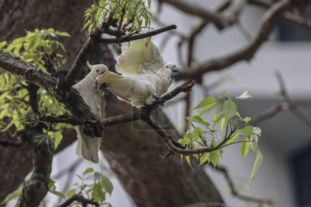 Téléchargez les photos : Un cacatoès à crête jaune Cacatua sulphurea sur un vieil arbre - en image libre de droit