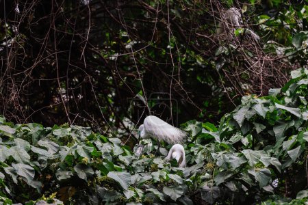 Photo for Egret birds at wild nature, Tai PO, hong kong - Royalty Free Image