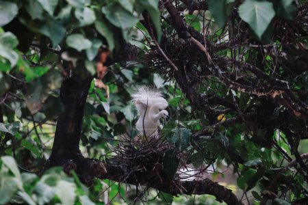 Pájaro garza en la naturaleza salvaje, Tai PO, hong kong