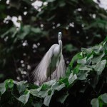 Egret bird at wild nature, Tai PO, hong kong