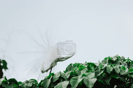 Foto de Pájaro garza en la naturaleza salvaje, Tai PO, hong kong - Imagen libre de derechos