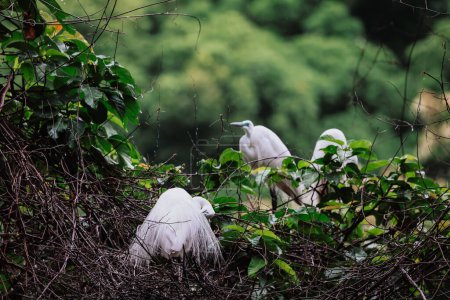 Oiseaux aigrettes dans la nature sauvage, Tai PO, hong kong