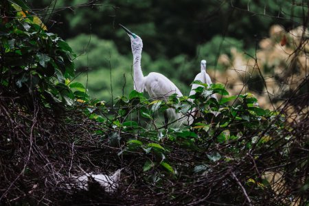 Foto de Aves de garceta en la naturaleza salvaje, Tai PO, hong kong - Imagen libre de derechos