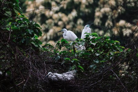 Egret birds at wild nature, Tai PO, hong kong