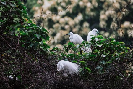 Aves de garceta en la naturaleza salvaje, Tai PO, hong kong