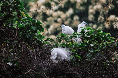 Téléchargez les photos : Oiseaux aigrettes dans la nature sauvage, Tai PO, hong kong - en image libre de droit