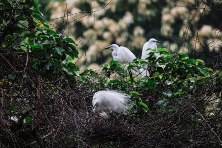 Aves de garceta en la naturaleza salvaje, Tai PO, hong kong