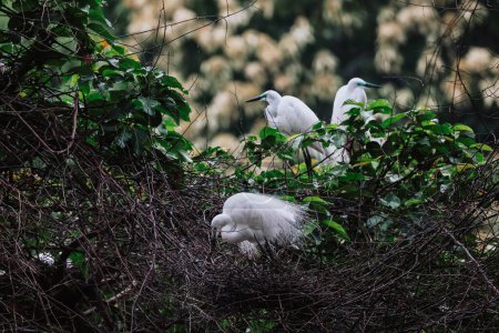 Egret birds at wild nature, Tai PO, hong kong