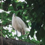 Egret bird at wild nature, Tai PO, hong kong