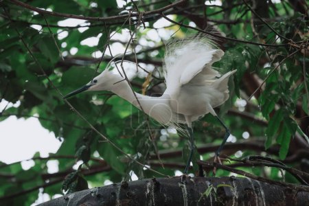 Photo for Egret bird at wild nature, Tai PO, hong kong - Royalty Free Image