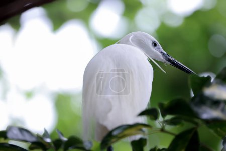 Foto de Pájaro garza en la naturaleza salvaje, Tai PO, hong kong - Imagen libre de derechos
