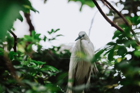 Téléchargez les photos : Oiseau aigrette à la nature sauvage, Tai PO, hong kong - en image libre de droit